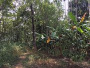 Agricultural Land for sale at Wayanad 